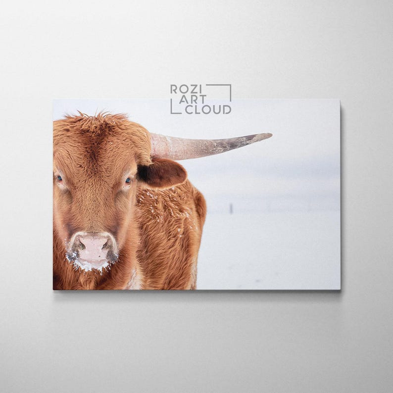 Longhorn steer wall art, farmhouse style artwork, animal canvas prints, wall hanging for living room, white snow art prints