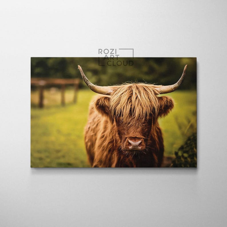 Scottish highland cow wall art, farmhouse style artwork, animal canvas prints, wall hanging for living room, nature art prints